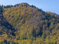 Leuchtender Herbstwald bedeckt den Aschauer Kopf